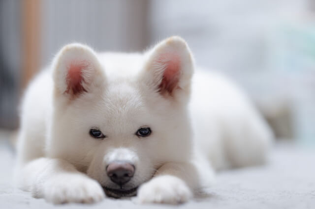 犬が夜に寝ないでウロウロしている原因は 病気の可能性も紹介 Moffme