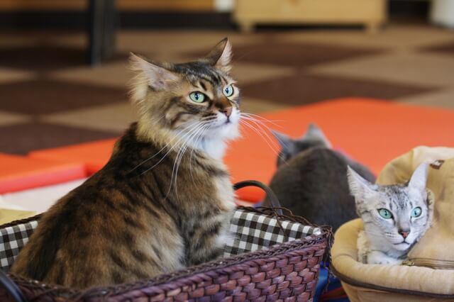 宮崎 宮崎市内 日向市 国富町など のおすすめの猫カフェ5選 Moffme
