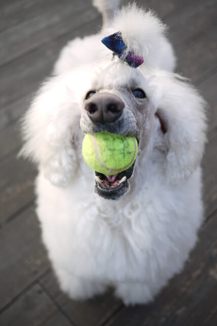 犬にとってのぬいぐるみとは 犬のぬいぐるみ人気ランキングなど Moffme