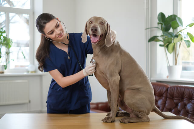 犬の毛玉はどうする 毛玉ができる原因や取り方 予防法を徹底解説 Moffme 犬の毛玉はどうする 毛玉ができる原因や取り方 予防法を徹底解説 Moffme