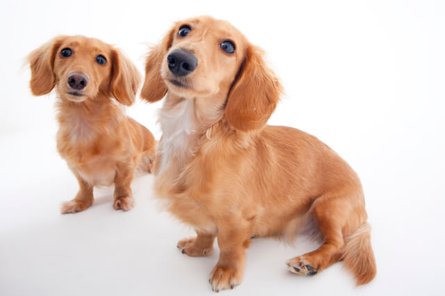 犬の耳垢が茶色い 犬の耳垢状態から病気の判断をする方法など Moffme