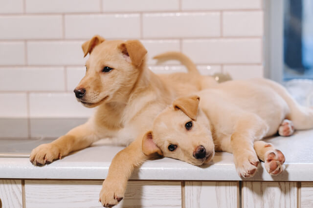 犬が全然寝ない原因を詳しく解説 犬が寝ない時の対処法など Moffme