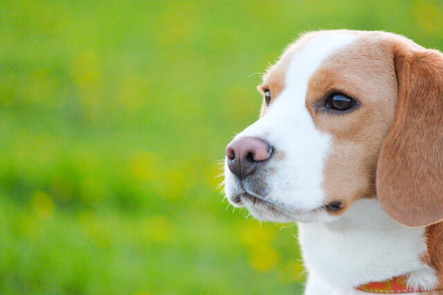 犬の視界はどうなってるの 犬の視覚機能や色別認識力を紹介 Moffme