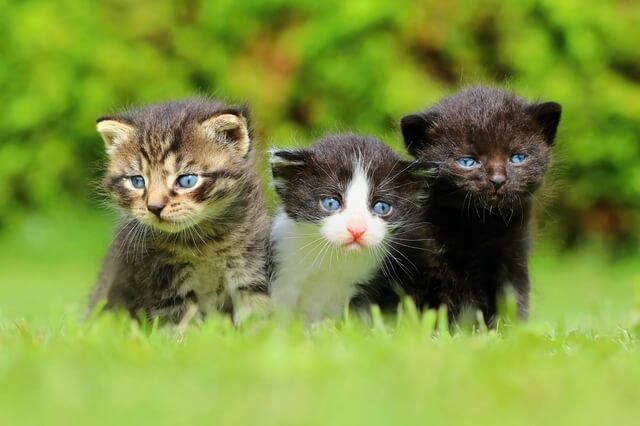 黒猫が来る家の運気は 黒猫についての11の言い伝えや白猫も解説 Moffme