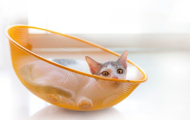 猫のジャンプ力について徹底解説 猫のジャンプの秘密を紹介 Moffme