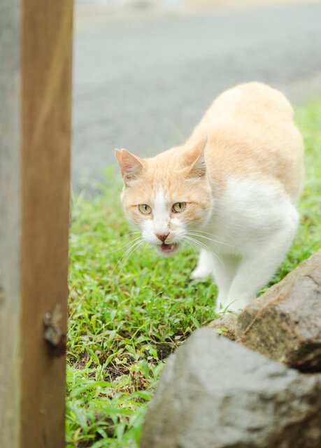 猫のイタズラについて詳しく紹介 猫のイタズラの対処法など Moffme