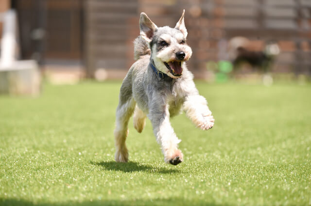 犬のプレイバウってなんだろう プレイバウの意味や他の仕草 Moffme