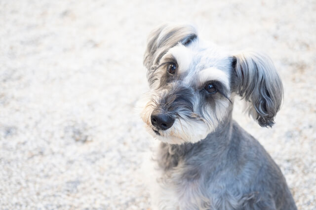 シュナプーの性格や特徴とは 飼い方のポイント 注意すべき病気も解説 Moffme シュナプーの性格や特徴とは 飼い方のポイント 注意すべき病気も解説 Moffme