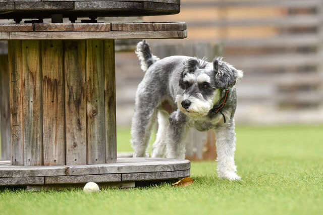 犬が震えるのはわざとなの 愛犬が震える理由や病気の可能性 Moffme