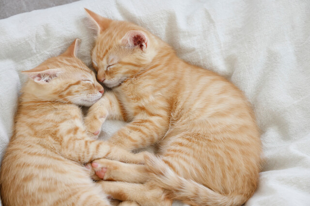 猫のそばで蚊取り線香を使うのはok 注意点やおすすめを紹介 Moffme