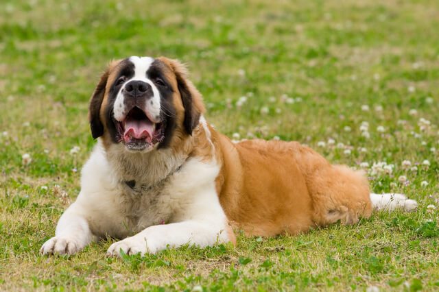 ハリウッドセレブの愛犬を徹底解説 人気の犬種は Moffme ハリウッドセレブの愛犬を徹底解説 人気の犬種は Moffme