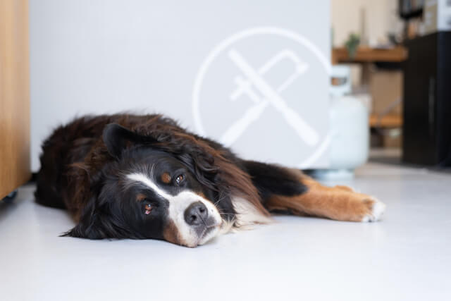 犬の粘液便とは 原因として考えられる病気 対処法まで徹底解説 Moffme