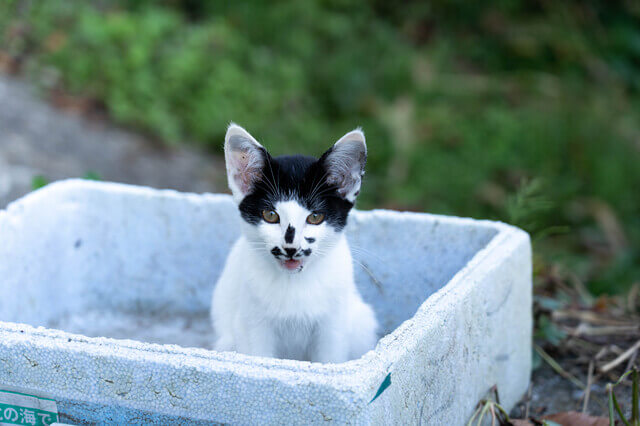 猫は段ボールハウスが好き 段ボールハウスのメリット 作り方を解説 Moffme