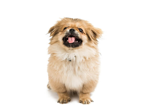 犬にごま油を与えて大丈夫 与え方や注意点 手作りご飯のレシピとは Moffme