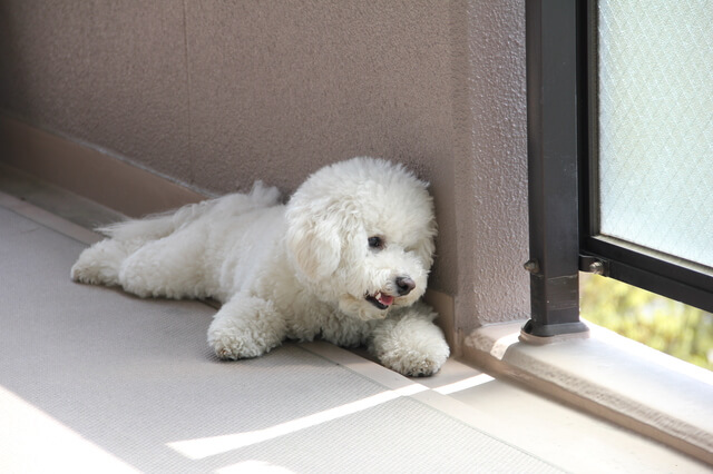 犬が死ぬ前に甘えるのはなぜ 老衰の6つの症状 死ぬ間際の行動とは Moffme