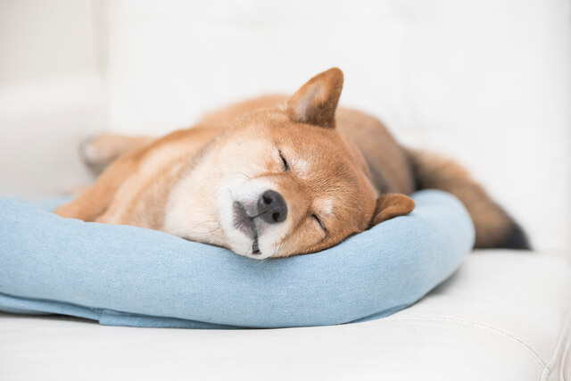 寝ている場所には意味がある 犬の寝る場所と飼い主への気持ち Moffme 寝ている場所には意味がある 犬の寝る場所と飼い主への気持ち Moffme