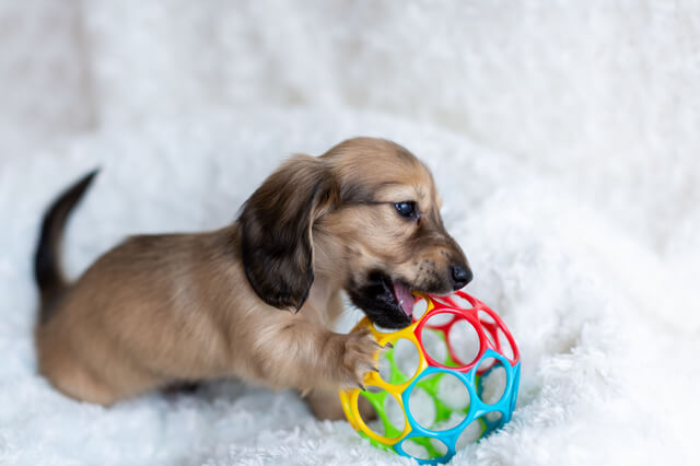 子犬にミルクはいつまで与える 哺乳瓶を使った与え方 注意点を解説 Moffme