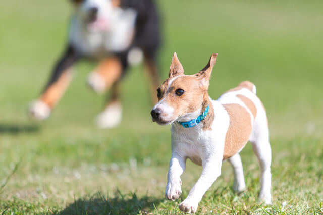 ミックス犬のメリット デメリットを徹底解説 雑種犬との違いとは Moffme