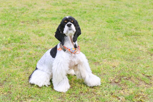 犬の脱水症状とは 脱水症状の原因や症状 見分け方 対処法を解説 Moffme 犬の脱水症状とは 脱水症状の原因や症状 見分け方 対処法を解説 Moffme