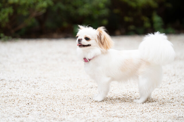 買ったばかりの犬に寄生虫 飼い主さんにできる対処法 駆虫方法とは Moffme