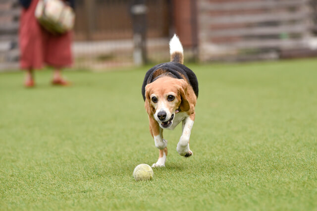 犬のしつけにコングが役立つ メリット デメリット 正しい遊び方とは Moffme