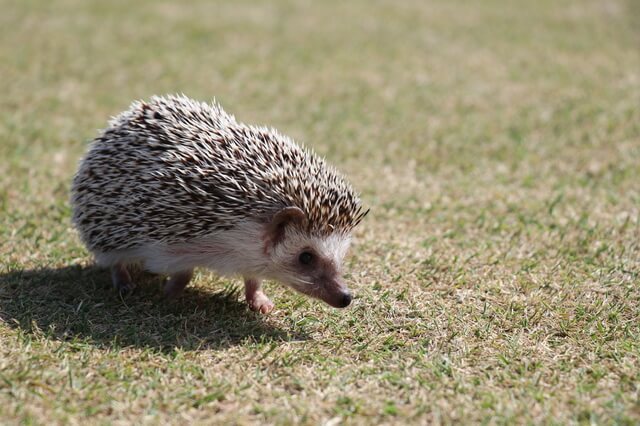 ハリネズミは鳴くの ハリネズミの鳴き声から読み取る気持ち Moffme