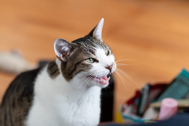 シャーと鳴く愛猫の気持ちを紹介 対処法や子猫のシャーなど Moffme シャーと鳴く愛猫の気持ちを紹介 対処法や子猫のシャーなど Moffme