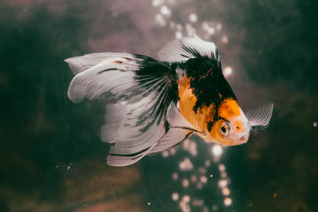 金魚のひれが黒いのはなぜ 金魚の病気や治療法について解説 Moffme 金魚のひれが黒いのはなぜ 金魚の病気や治療法について解説 Moffme