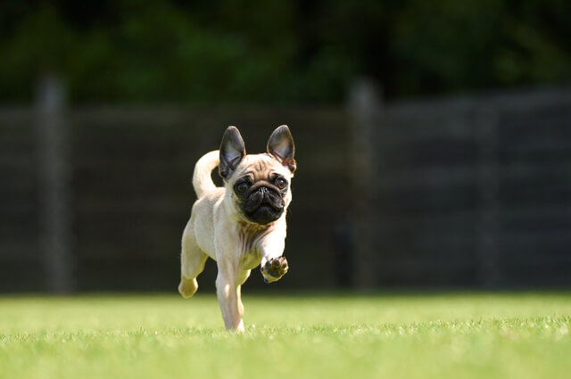 ブスだけどかわいい犬種9選を紹介 世界一醜い犬コンテストとは Moffme