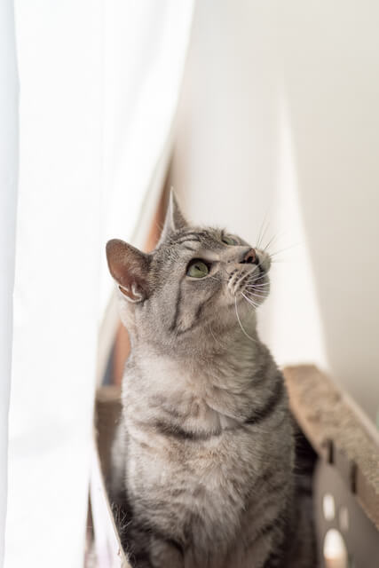 強い猫はもみもみしないって本当 もみもみする理由や正しい対応 Moffme