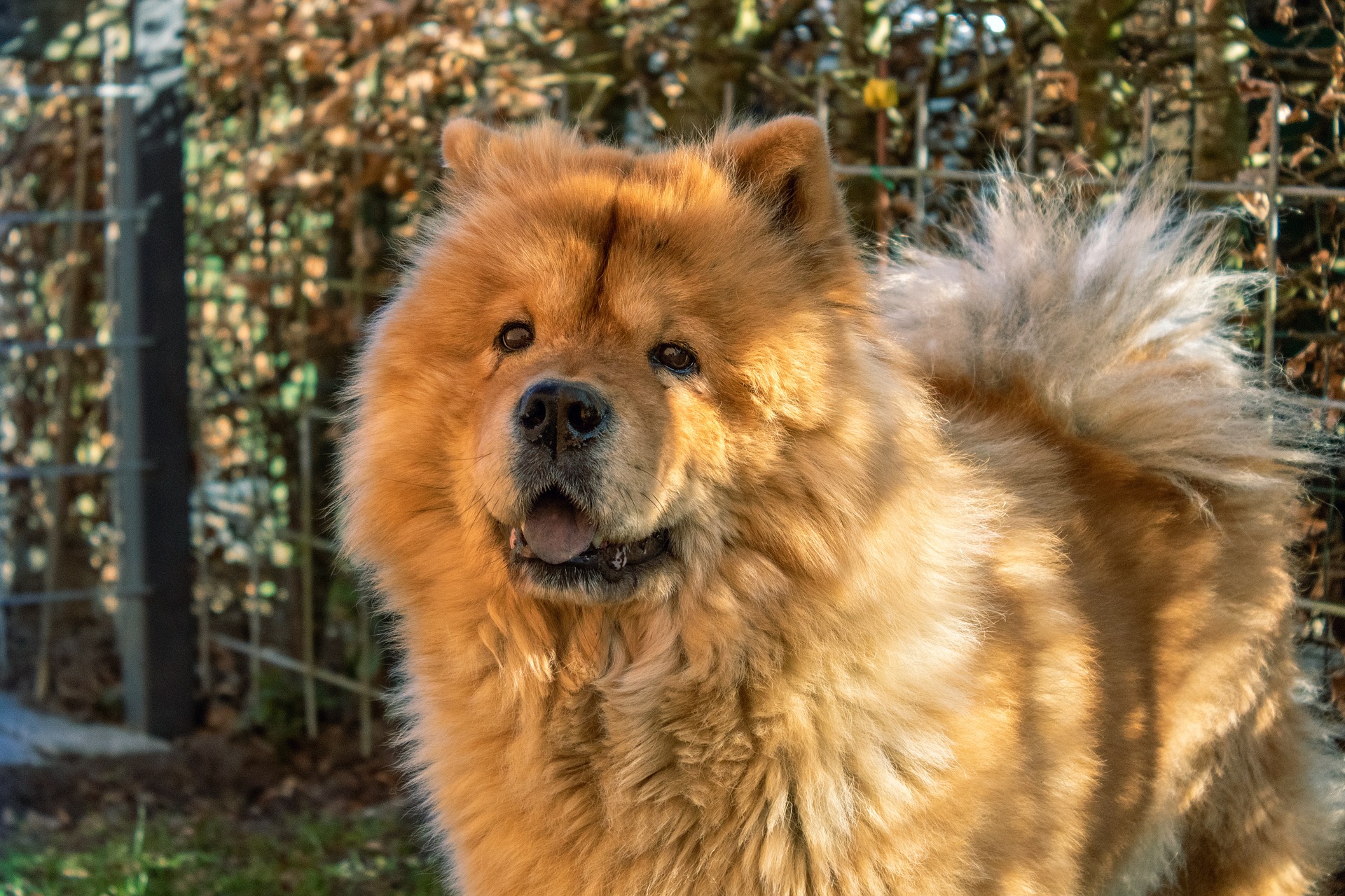 チャウチャウはどんな犬種 かわいいチャウチャウの性格や特徴を紹介 Moffme チャウチャウはどんな犬種 かわいいチャウチャウの性格や特徴を紹介 Moffme
