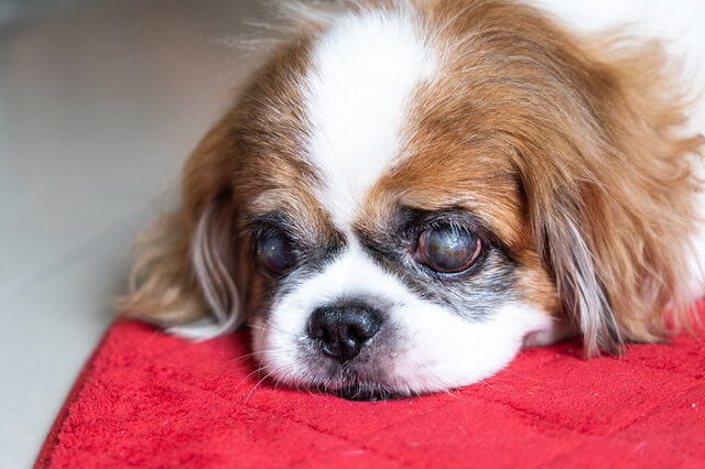 愛犬の目がしょぼしょぼしているのはなんで 元気ない時の原因など Moffme