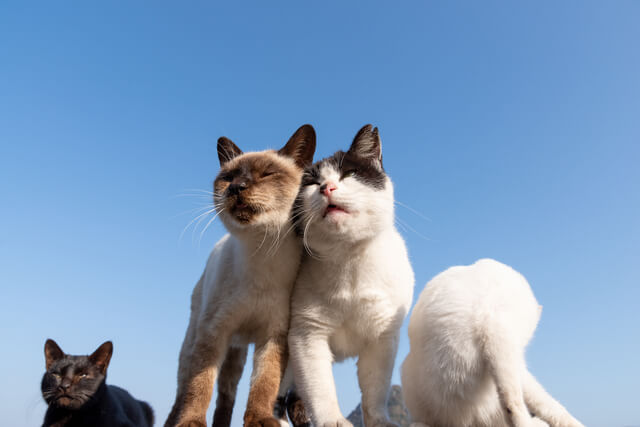 猫が顔を擦り付けるのはなぜ 5つの理由とすりすりされる人の特徴とは Moffme