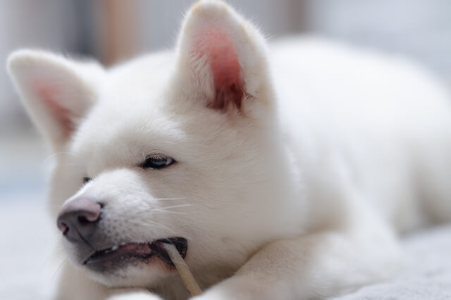 愛犬が命令なしに伏せるのはなんで 自主的に伏せる理由などを紹介 Moffme 愛犬が命令なしに伏せるのはなんで 自主的に伏せる理由などを紹介 Moffme