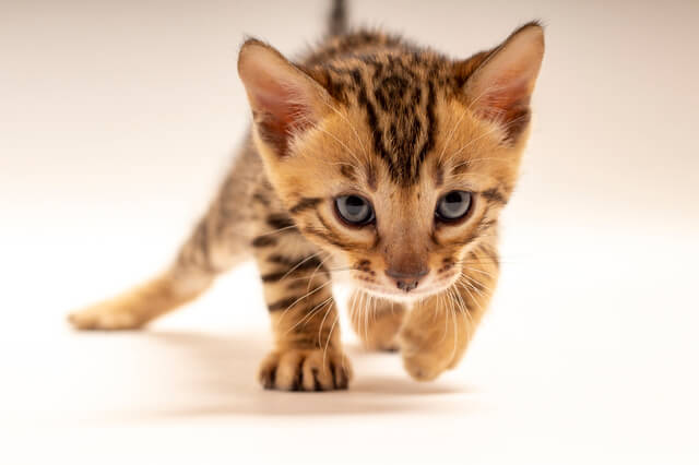 生まれたての子猫の性別の見分け方を紹介 オスとメスの特徴を解説 Moffme 生まれたての子猫の性別の見分け方を紹介 オスとメスの特徴を解説 Moffme