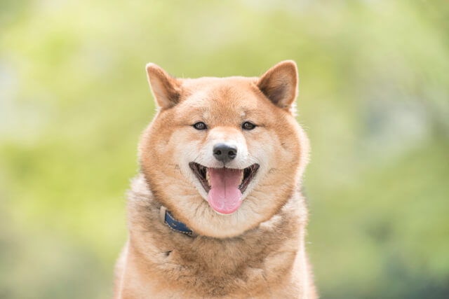 柴犬のサイズを解説 年齢ごとの柴犬の体重と大きさの変移や適正体重 Moffme 柴犬のサイズを解説 年齢ごとの柴犬の体重と大きさの変移や適正体重 Moffme
