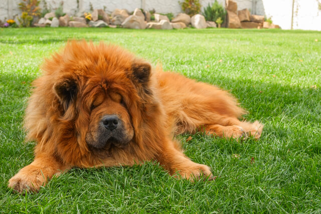 犬もため息をつく フン とため息をする理由やその意味を紹介 Moffme