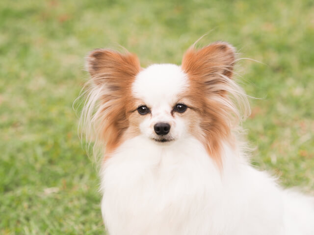毛が抜けない犬種ランキングを紹介 飼いやすい犬の特徴とは Moffme