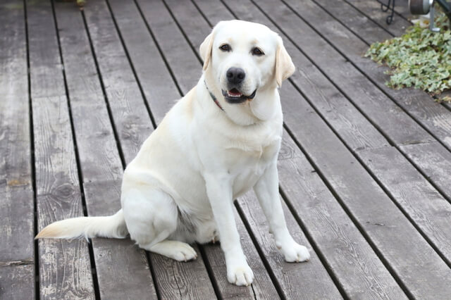 犬の脱臼の症状とは 痛がらない場合の見分け方や脱臼の予防方法 Moffme