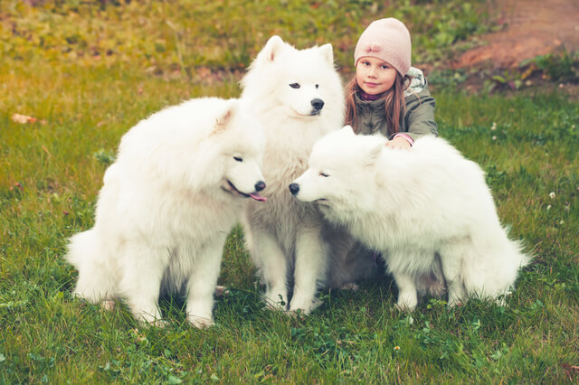 犬の呼吸が早い 息が荒いのはなぜ 考えられる原因や対処法とは Moffme