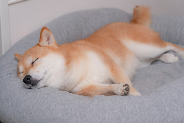 犬が寝場所を選ぶ基準は 犬の寝場所によって分かる心理状態 Moffme