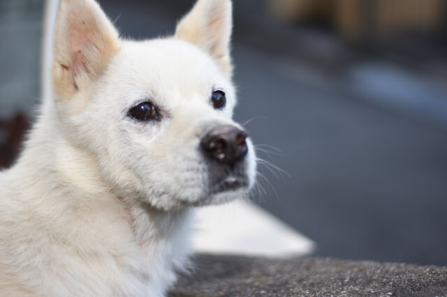 犬の認知症と老衰