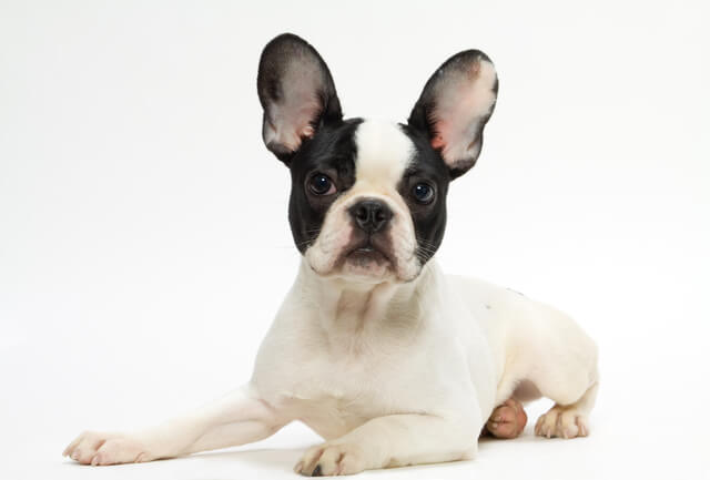 犬のイボはなぜできる 良性と悪性の見分け方や治療費用について解説 Moffme 犬のイボはなぜできる 良性と悪性の見分け方や治療費用について解説 Moffme