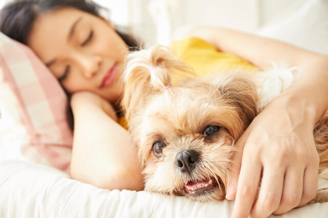 犬のよだれが多いときの原因は 注意すべき症状や対処法を紹介 Moffme 犬のよだれが多いときの原因は 注意すべき症状や対処法を紹介 Moffme