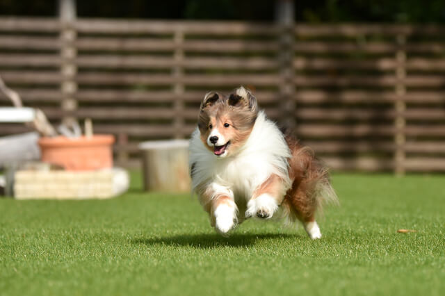 神戸で犬と触れ合えるドッグカフェ4選 映え写真が撮れるお店も解説 Moffme