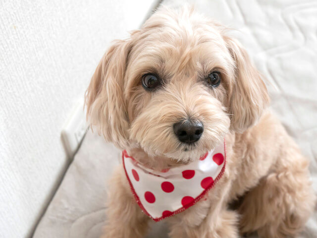 埼玉で犬と触れ合えるドッグカフェ 保護犬の譲渡施設4選 人気の犬カフェは Moffme 埼玉で犬と触れ合えるドッグカフェ 保護犬の譲渡施設4選 人気の犬カフェは Moffme