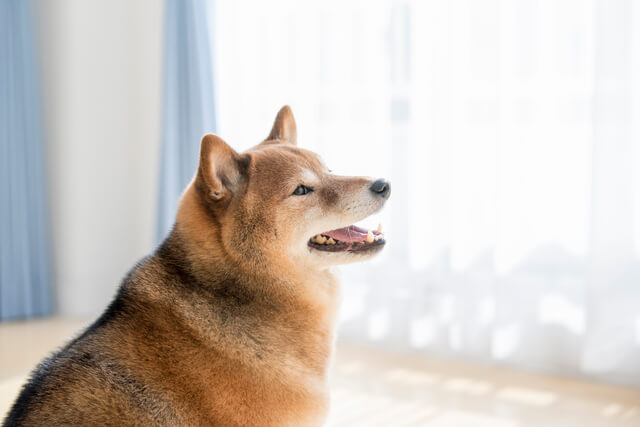 北海道 札幌 で犬と触れ合えるドッグカフェ3選 札幌は柴犬が多め Moffme