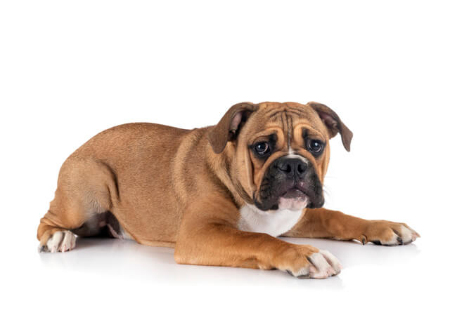 犬のヒート 生理 について解説 犬のヒート期間や注意点など Moffme 犬のヒート 生理 について解説 犬のヒート期間や注意点など Moffme