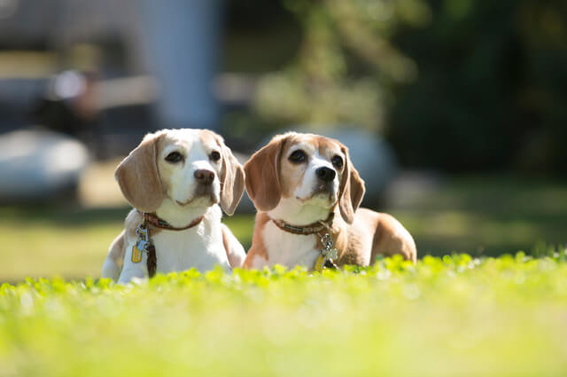 神奈川で犬と触れ合えるドッグカフェ選 おすすめ 人気の犬カフェは Moffme