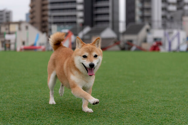 犬の歯石取りはどうする 自宅で歯石取りを行う方法など解説 Moffme